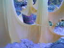 brugmansia