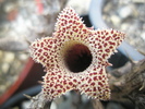 Stapelianthus decary - floare