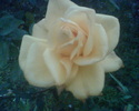 Imag001