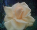 Imag010