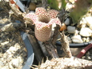 Stapeliantus decaryl