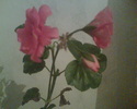 Imag006