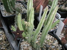 Stapelia kwebensis