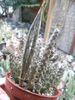 Stapelianthus decaryi - fructe