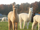 _alpaca