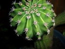 cactus3