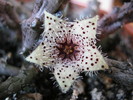 Stapelianthus madagascariensis (11)