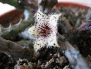 Stapelianthus madagascariensis (4)