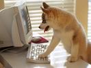 Caine_la_Calculator_Catei_Poze_Caini_Dogs_Wallpapers
