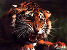 OFCEYZGBYHNGFLRNTYB[1]