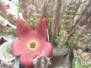 Stapelia comparabilis