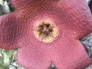 Stapelia comparabilis