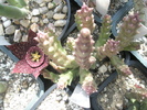 Stapelia variegata