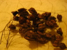 koelreuteria paniculata