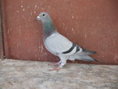 pui 2010-Olanda