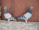 pui 2010- Olanda