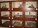 ketrecsor-iepuri in custi etajate