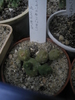 Huernia loesneriana