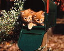Long Hair Red Tabbies[1]