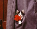 purrs[1]