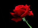 A_Single_Red_Rose[1]