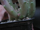 boboc pe Stapelia variegata v. pallida - 2010