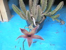 Stapelia gettlefii