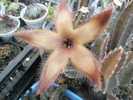 Stapelia gettlefii