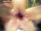 Stapelia gettlefii - detaliu