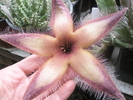 Stapelia gettlefii