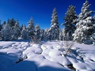 IARNA[2]