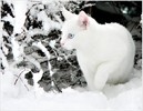 wallpaper-imagini-iarna_pisicuta-alba[1]
