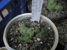 Huernia plowesii