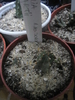 Huernia volkartii