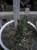 Orbea lutea ssp.vaga