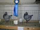 ausstellung-nov-campionii