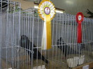 ausstellung-nov -campionii