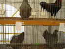 ausstellung-nov-gaini