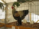 ausstellung-nov -brahma -cocos