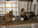 ausstellung-nov 121