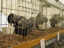 ausstellung-nov 133