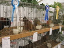 ausstellung-nov 141