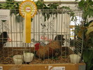 ausstellung-nov 143