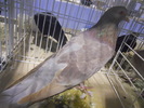 DSCN0144