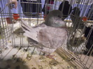 DSCN0148