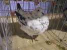 DSCN0151