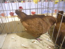 DSCN0154