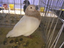 DSCN0161