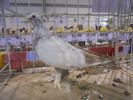 DSCN0236