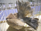 DSCN0248